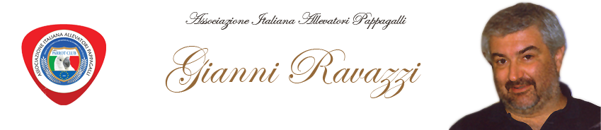 banner gianni ravazzi